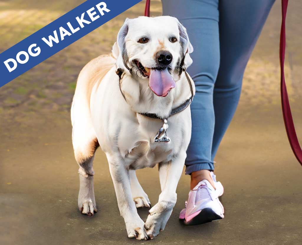 http://caoativo.com/wp-content/uploads/2023/06/Firefly-professional-dog-walker-walking-the-dog-68311-2.jpg
